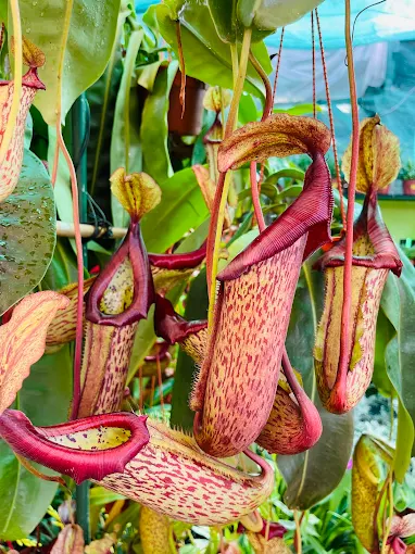 Discover the World of Carnivorous Plants: Growing Pitcher Plants at Home